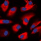 Anti-PKC zeta Antibody